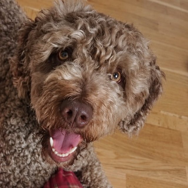 Philia, spanischer Wasserhund